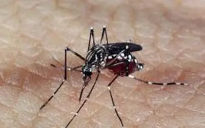 Profissionais de saúde alertam para ressurgimento do tipo 3 da dengue